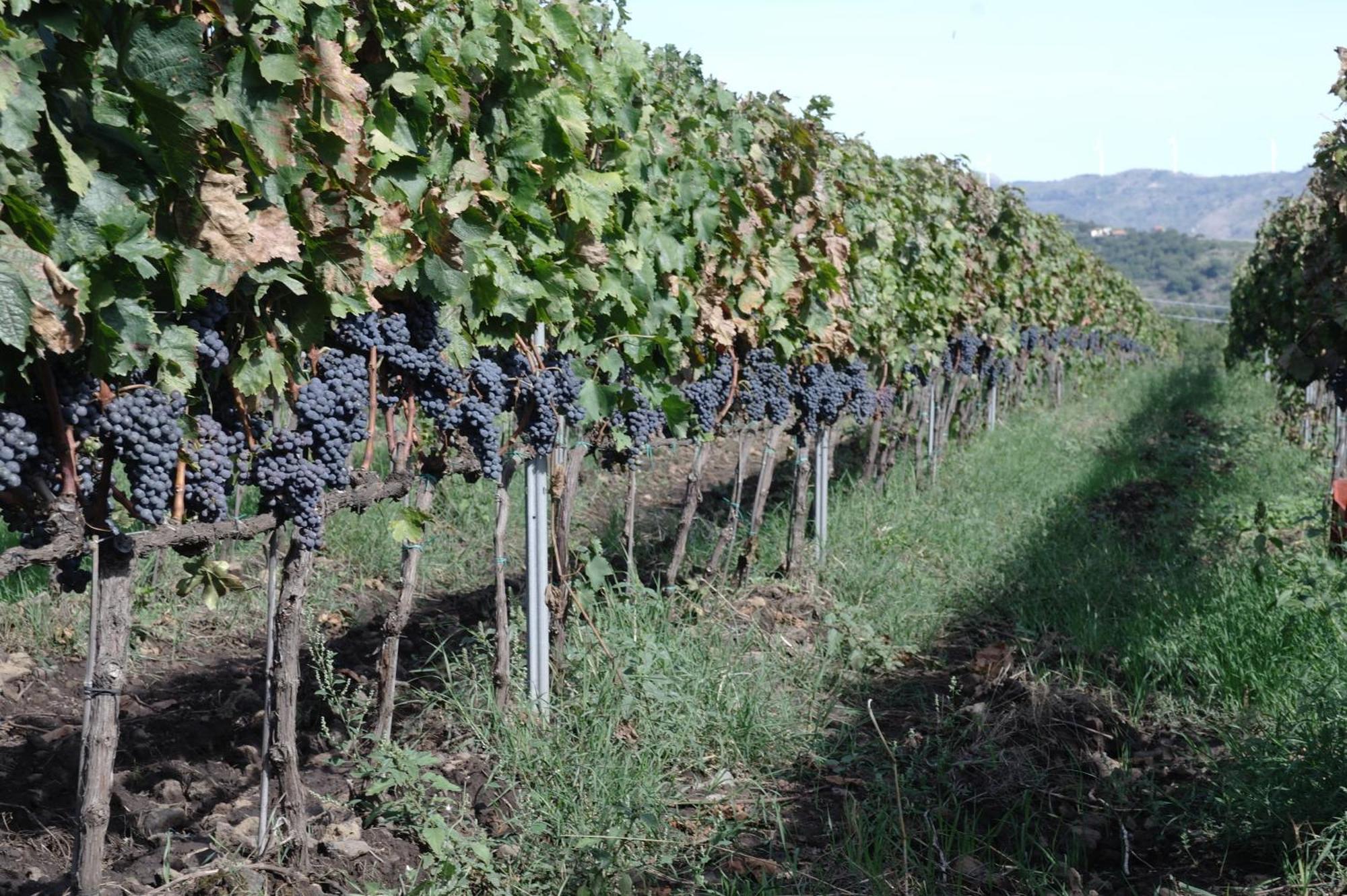 Maison d'hôtes Feudo Vagliasindi -Wine Experience- à Randazzo Extérieur photo